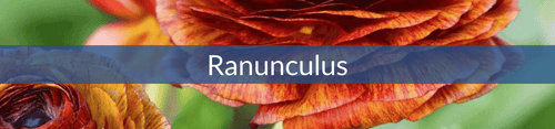 Ranunculus (1).png__PID:bc1c1080-1368-4071-bef9-3f1cbdabd41f