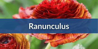 Ranunculus Mobile.png__PID:8692eb3d-6975-442b-abc4-36b3ada44be0