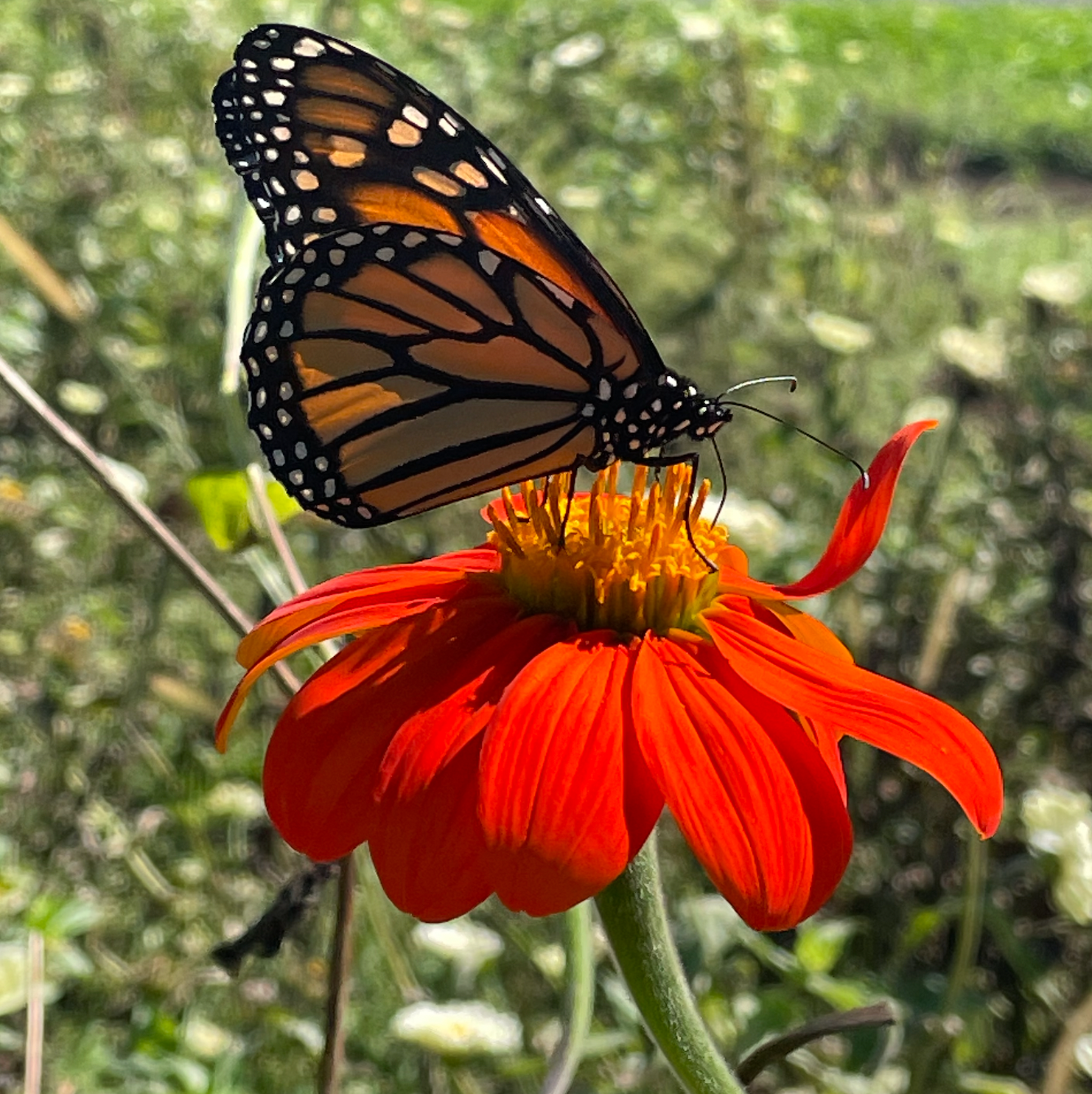 Torch Tithonia and monarch butterfly