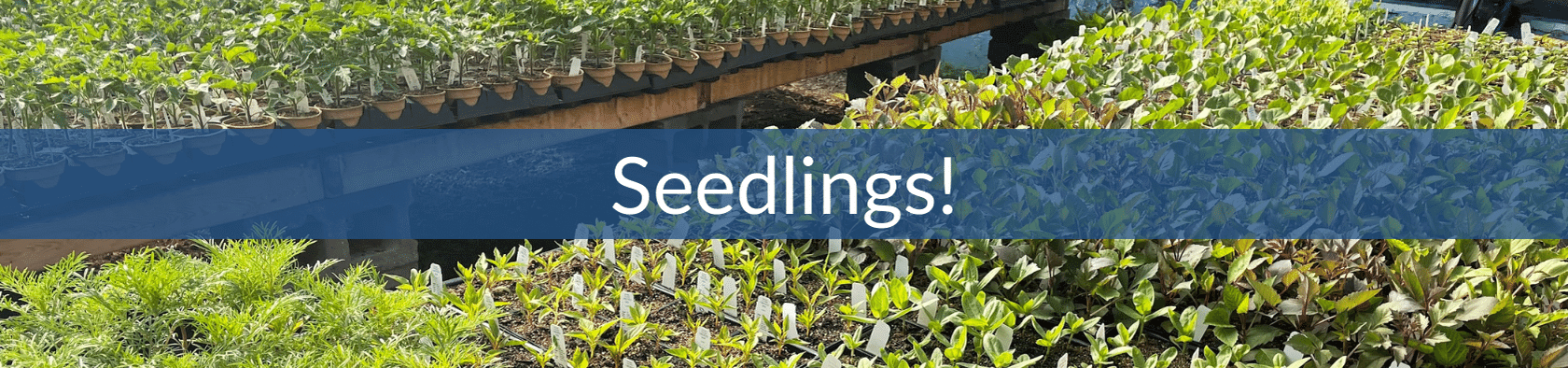 Seedling Sales (2) (1).png__PID:5336b025-9629-4273-b8e6-d0efb6aa697c