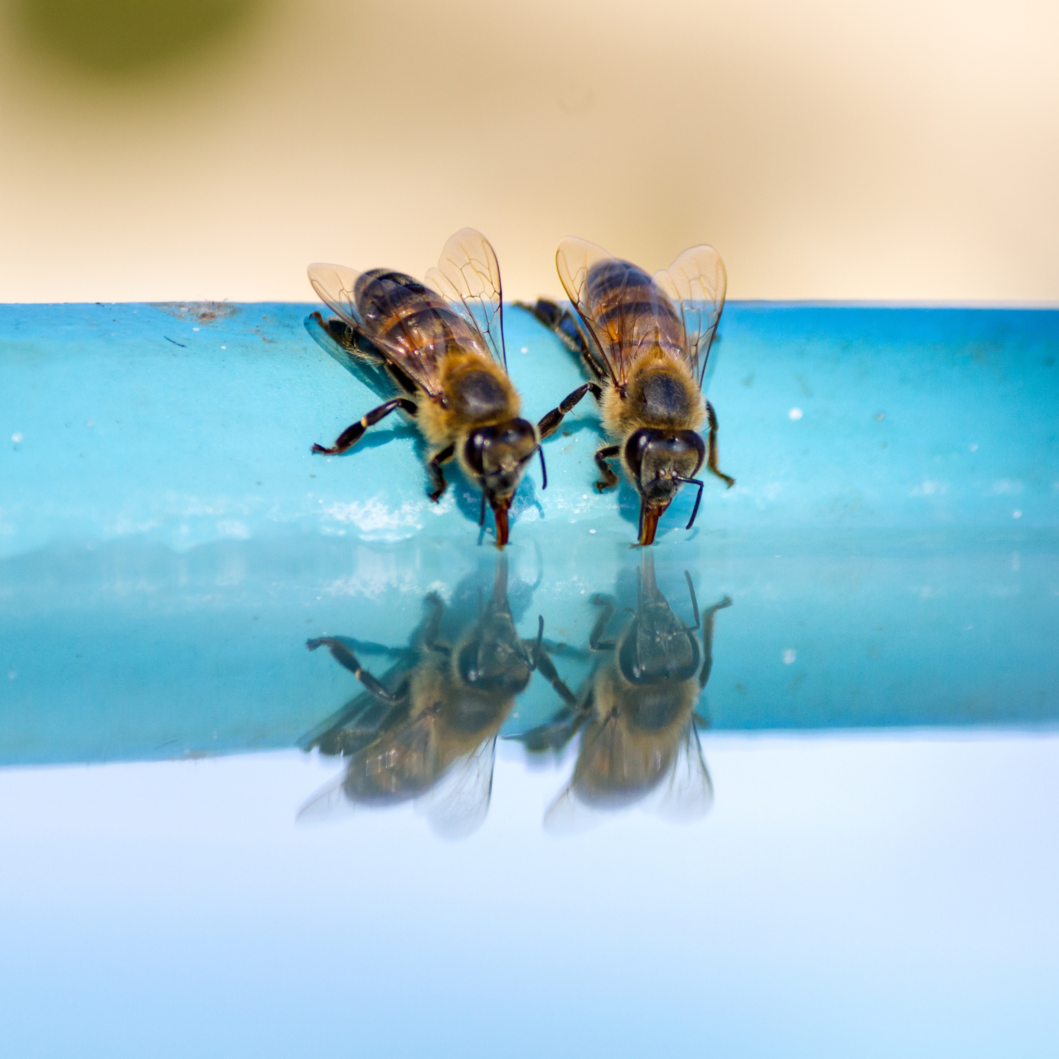 bees sipping water