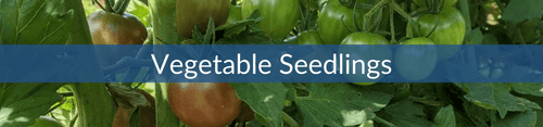 Veggie Seedling Sales (1).png__PID:6fede8b7-af56-4040-a60f-e983758147da