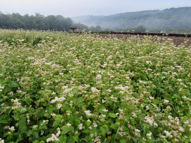 Buckwheat growing on Kingbird Farm.