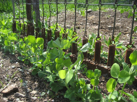 Pea shoots with curling tendrils climbing up curly bed springs.