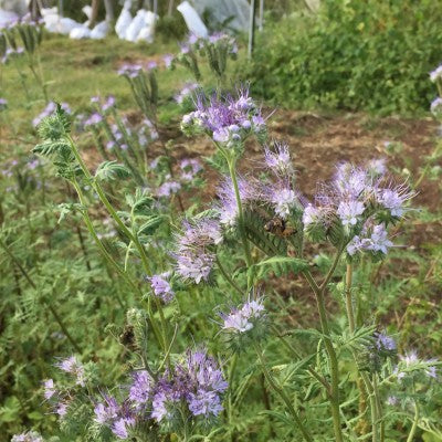 phacelia bee