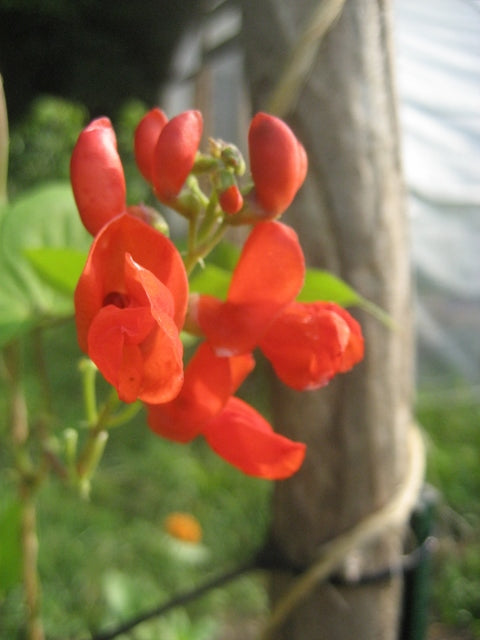 scarlet runner flower