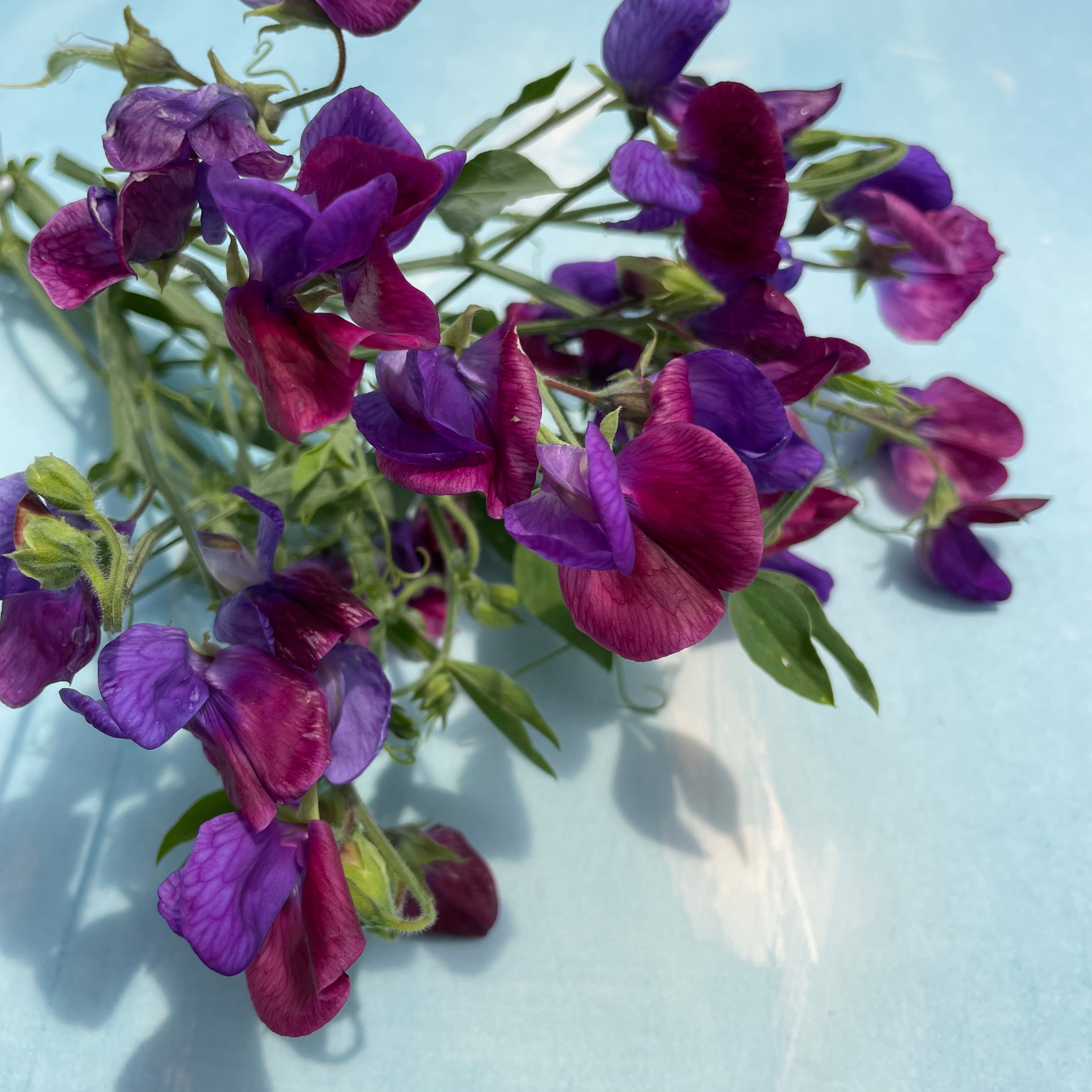 Cupani sweet pea plants