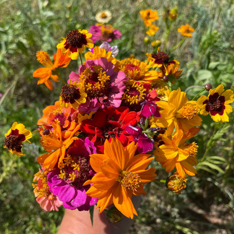Edible Flowers – Gather Arizona Express