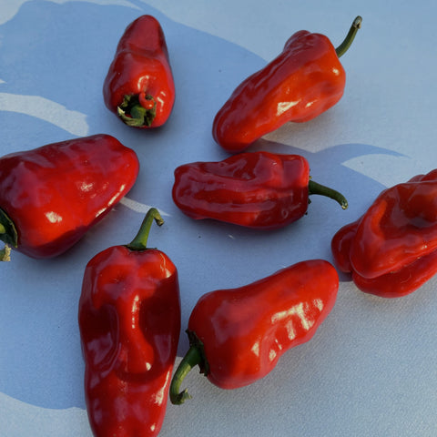 Nadapeno Pepper