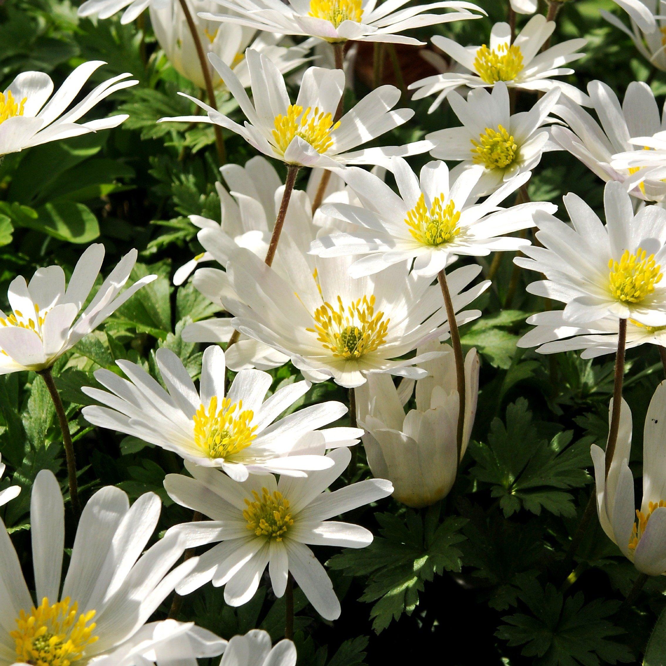 Anemone blanda "White Splendor" Fall-Planted Flower Valley Seed Company