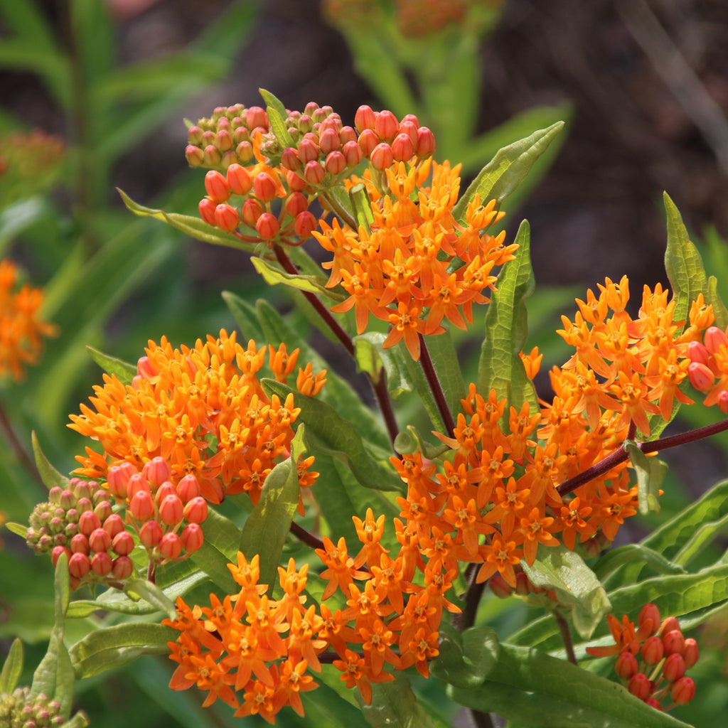 Butterfly Weed Seeds – Hudson Valley Seed Company