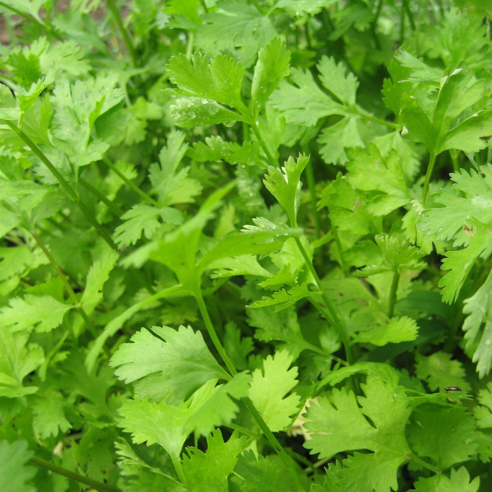 Cilantro / Coriander 