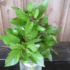 Cinnamon Basil Organic Seeds Hudson Valley Seed Company