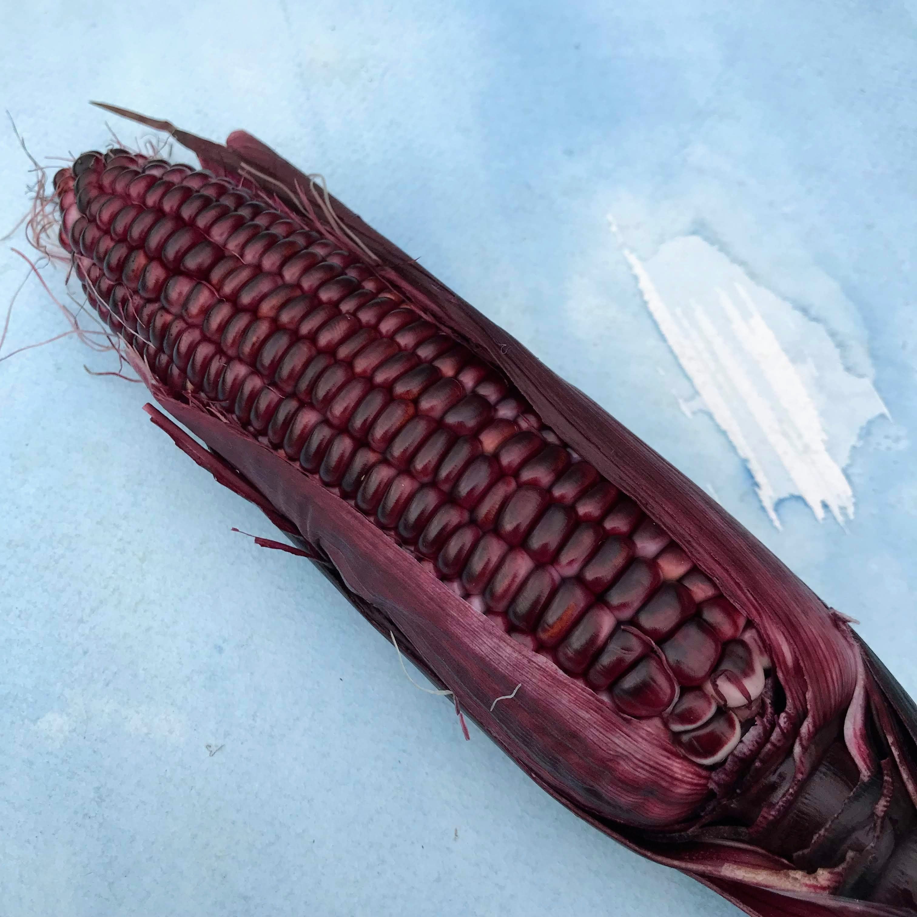 Organic Double Red Sweet Corn Seeds Hudson Valley Seed Company