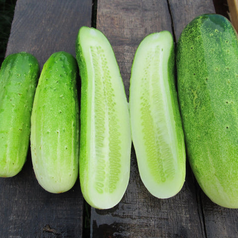 Silver Slicer Cucumber Organic Seeds - 25 Seeds