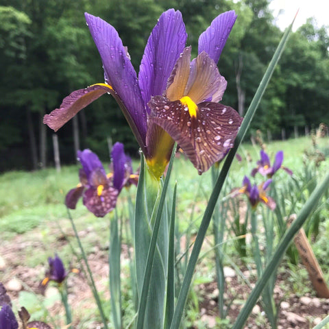 Bearded Iris 'Let Evening Come' – Hudson Valley Seed Company