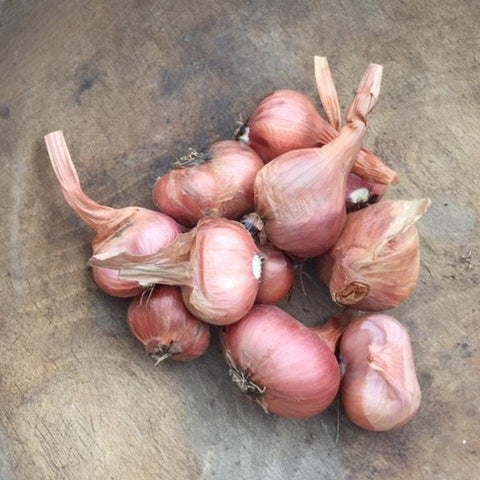 Dutch Red Shallot Garlic  Filaree Organic Seed Farm