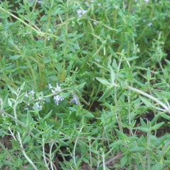 English Thyme Seeds (Organic)