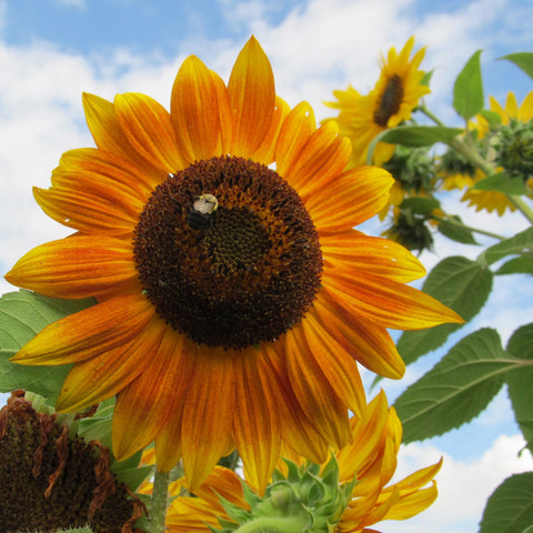 https://cdn.shopify.com/s/files/1/0072/0909/1117/products/Evening-Sun-Sunflower-vendor-unknown-1630677691_large.jpg?v=1630677697