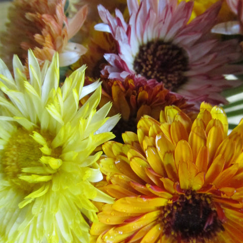 Edible Flower Garden Seed Mix - 4 Oz - Blend of Beautiful Flowers &  Wildflowers: Lovage, Signet Marigold, Hyssop, Nasturtium, Spearmint & More