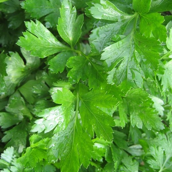 Gigante d'Italia Parsley 