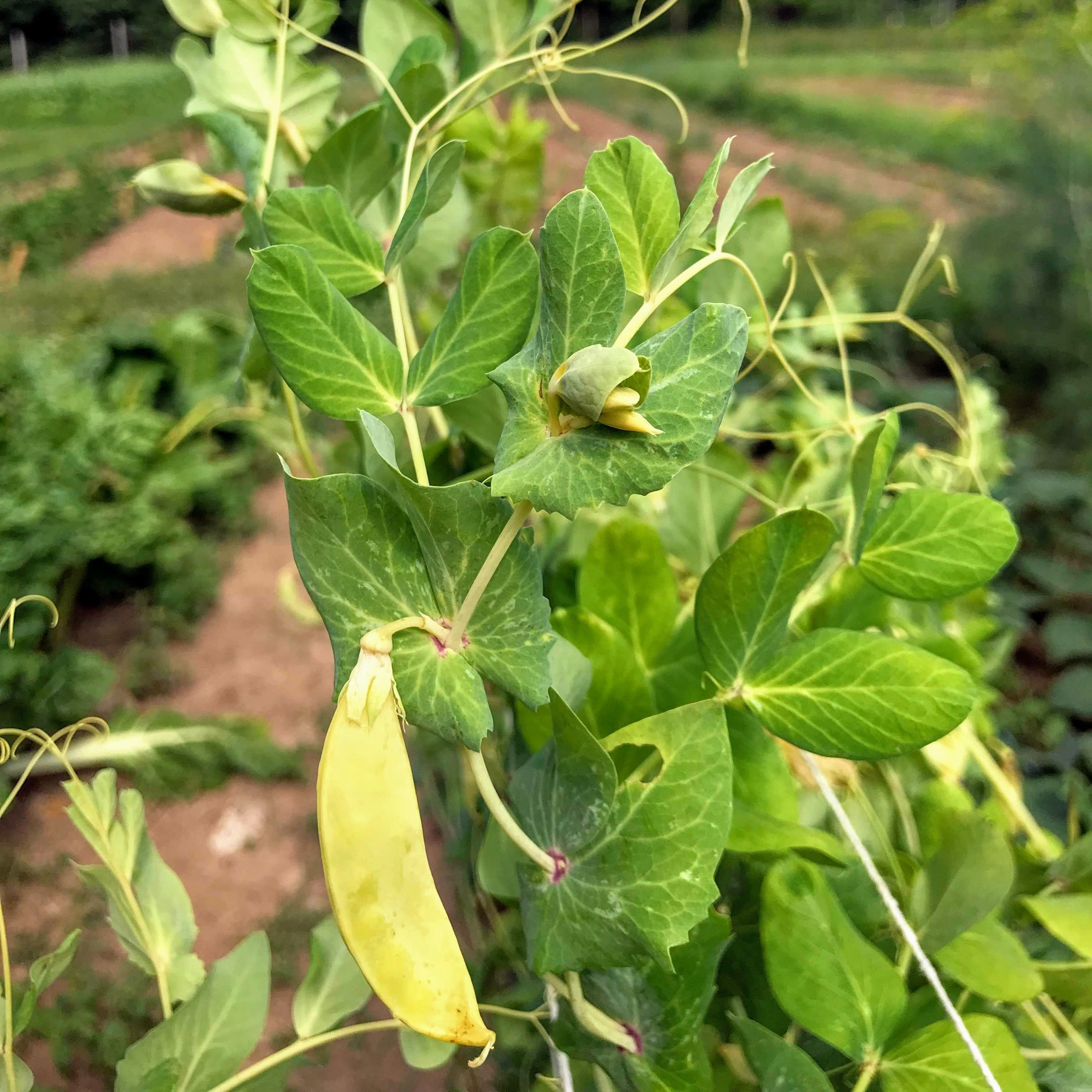 Golden Sweet Snow Pea Organic Seeds – Hudson Seed