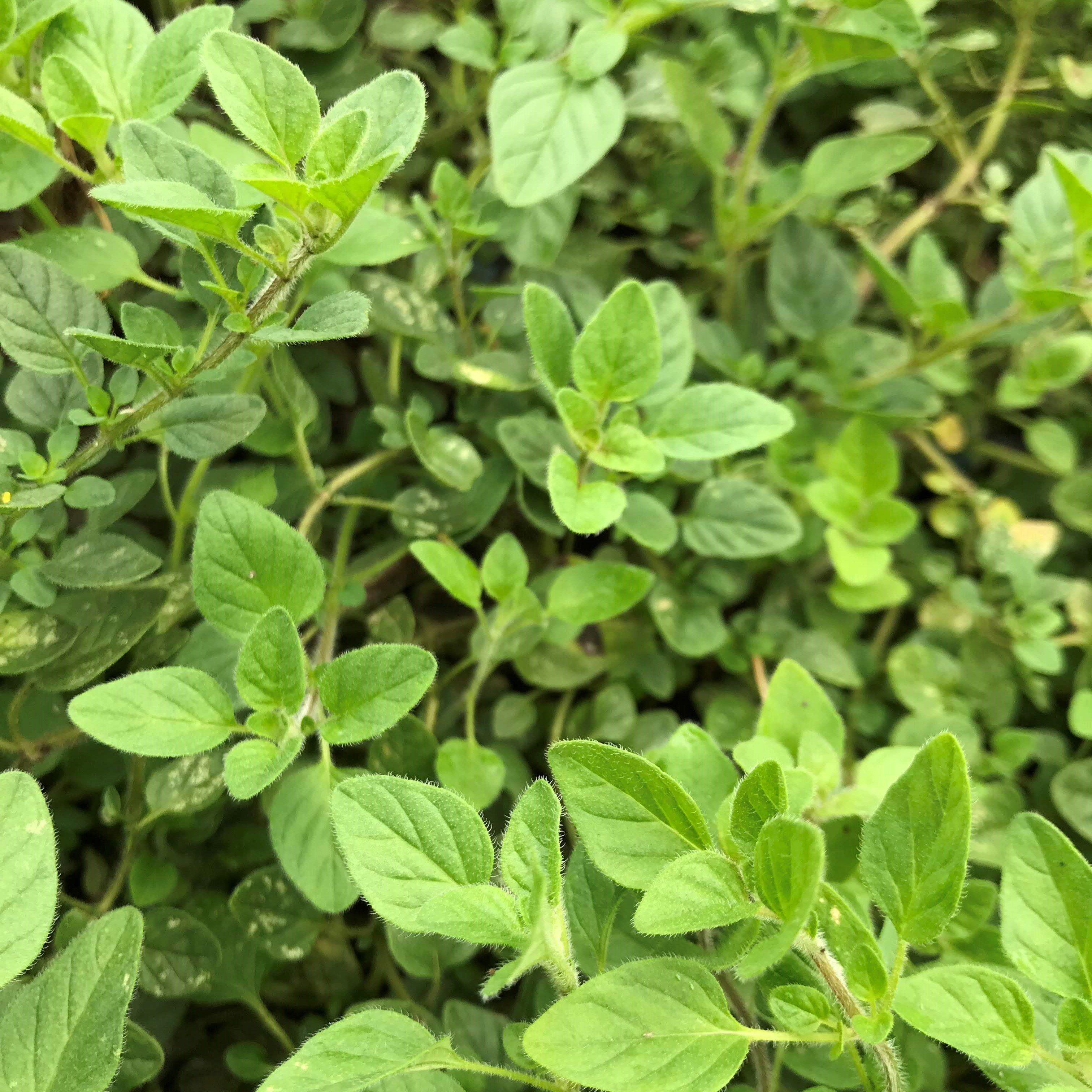 Greek Oregano Seeds – Hudson Valley Seed Company