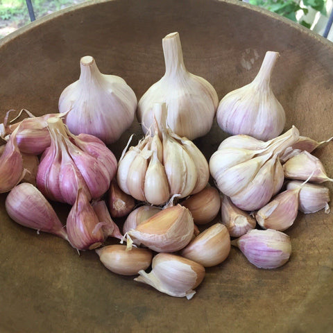 French Grey Shallot