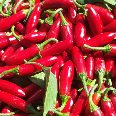 Lemon Drop Hot Pepper Organic Seeds – Hudson Valley Seed Company