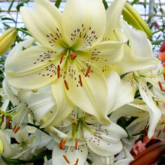 Asiatic Lily 'Sweet Surrender' Fall-Planted Flower Bulbs – Hudson