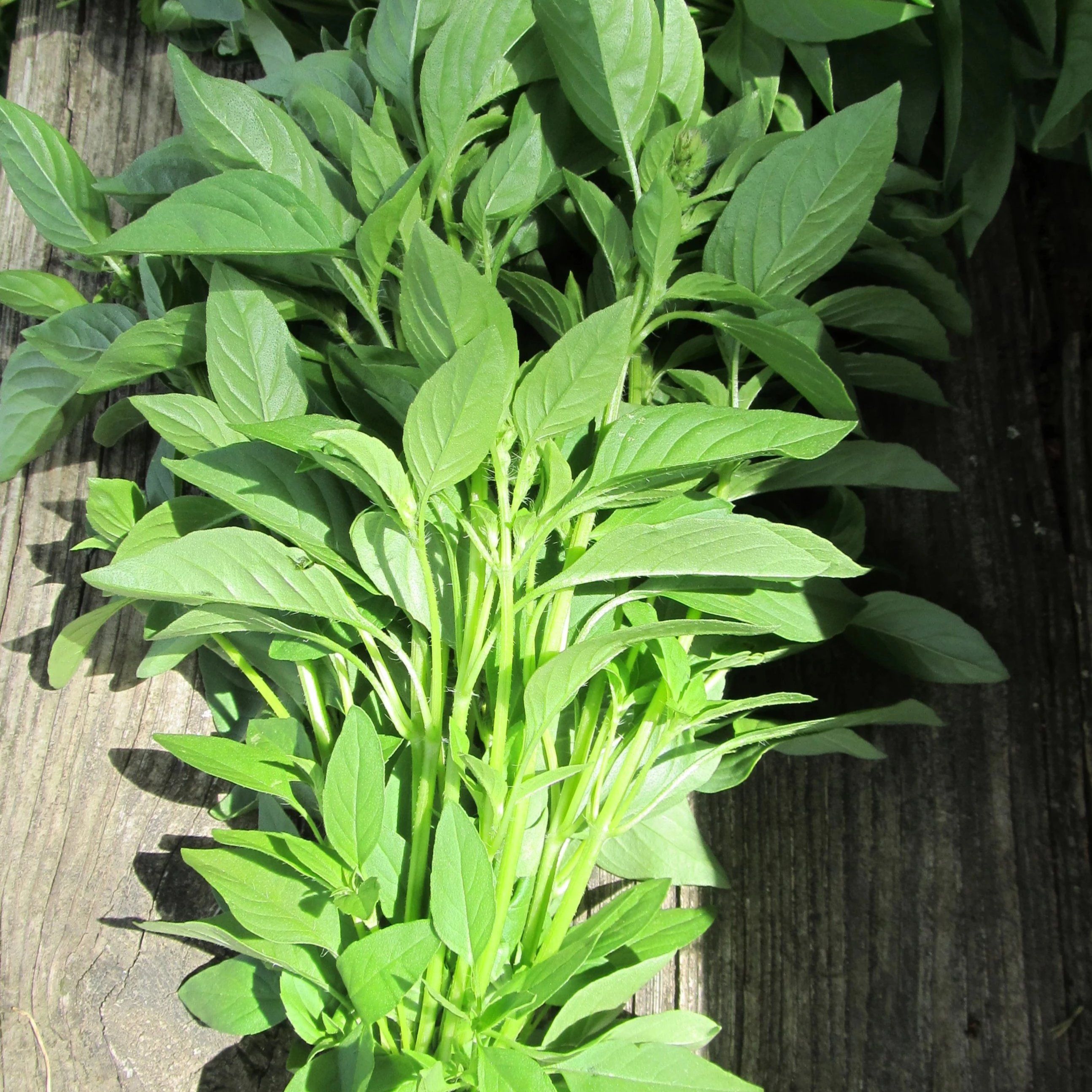 Lemon Basil Organic Seeds Hudson Valley Seed Company