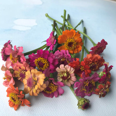 How to dry flowers – for everlasting blooms