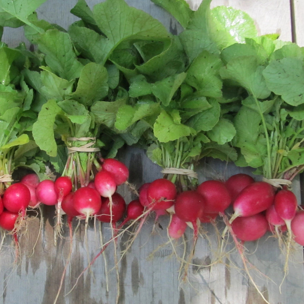 Radiant Radish Mix – Hudson Valley Seed Company