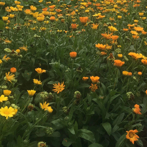 Calendula (C. officinalis) – Alchemy & Herbs