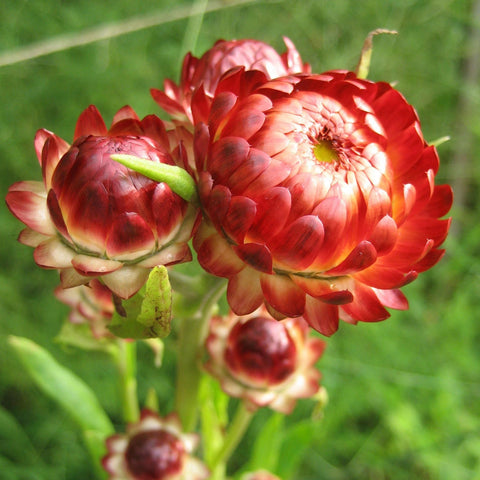 Strawflower-peach - Florabundance Wholesale Flowers