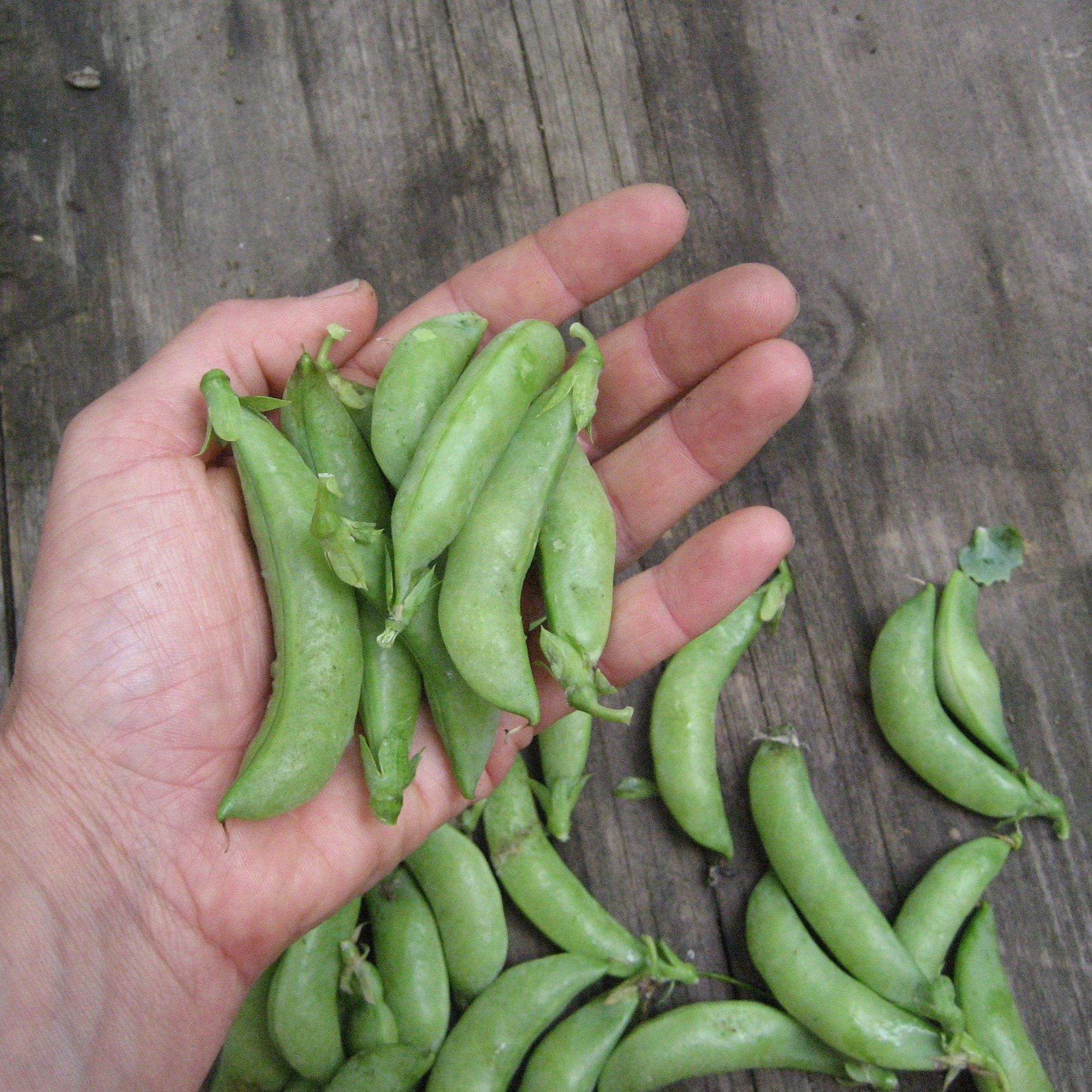 snap peas seeds