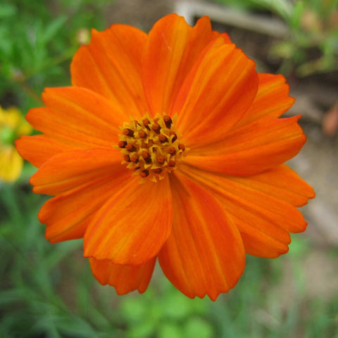 Calendula (C. officinalis) – Alchemy & Herbs