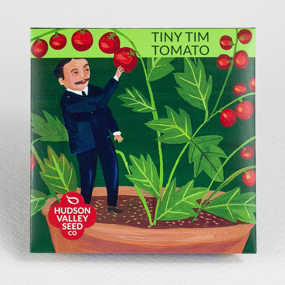 tiny tim tomato