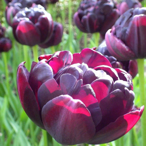 Purple Peony Poppy Seeds For Planting (Papaver paeoniflorum) – Seed Needs  LLC