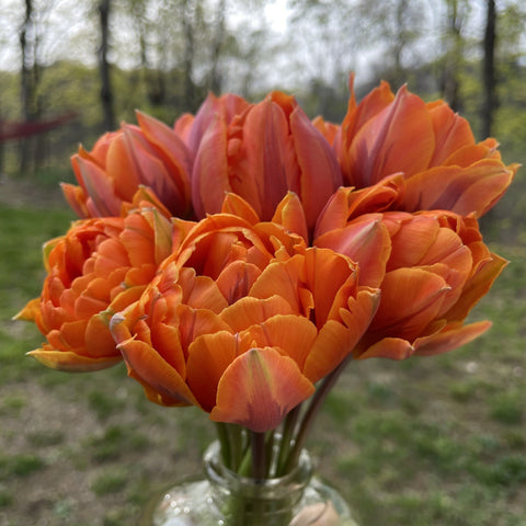 Akebono Tulip Bulbs, Always Wholesale Pricing