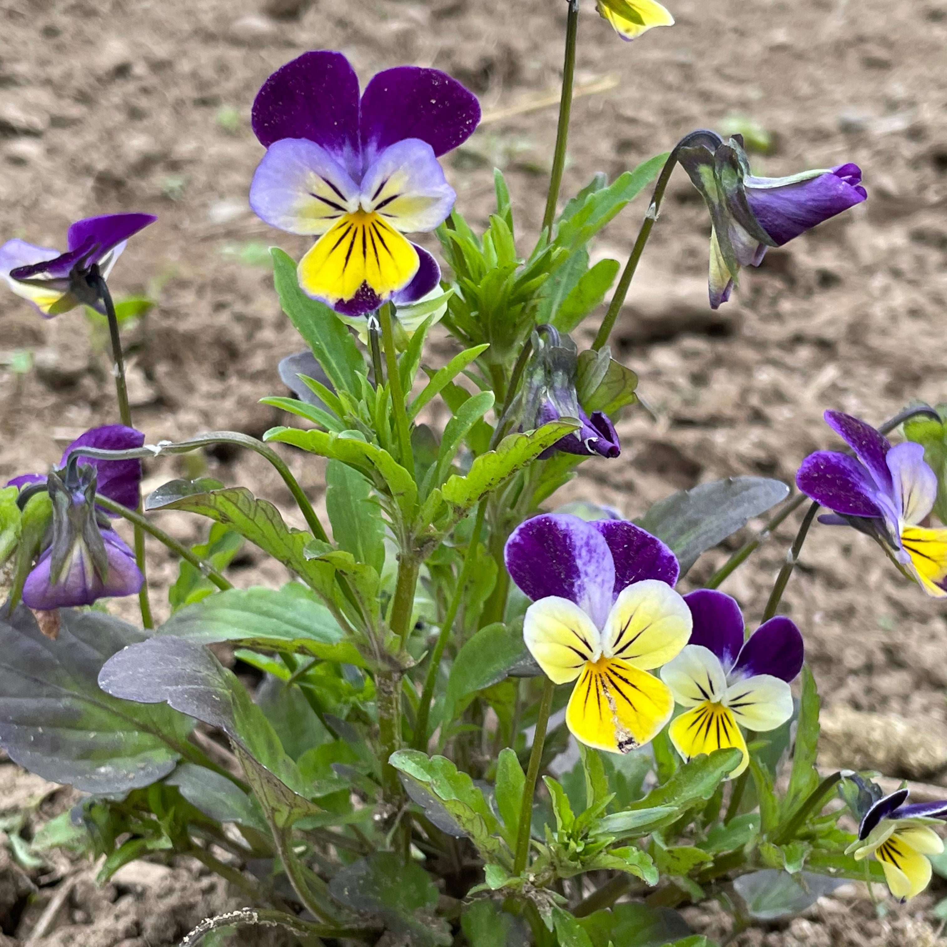 Johnny Jump-Up Johnny Jump-Up