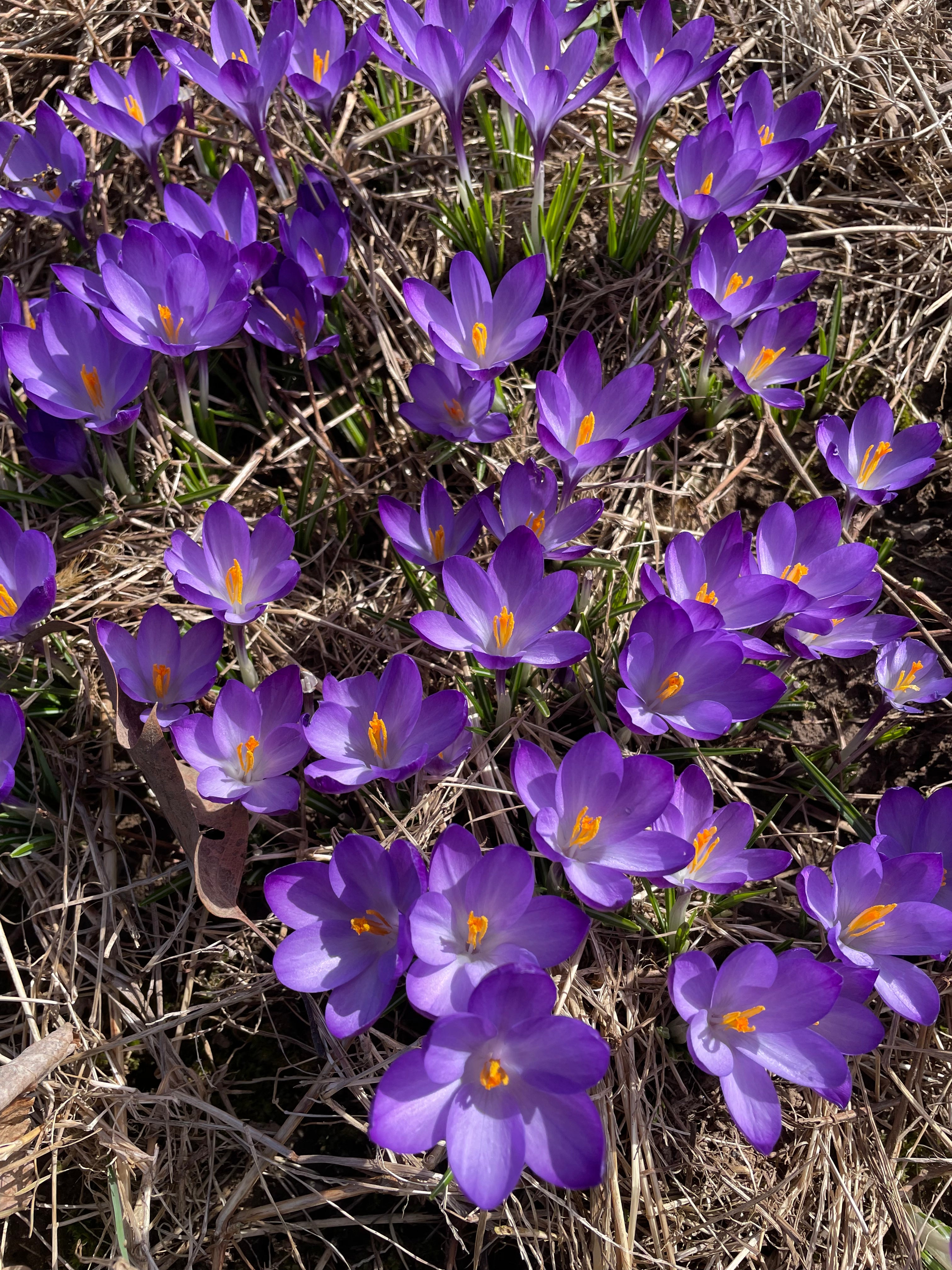 Crocus