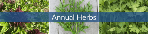 Annual Herbs 1676566053140 500x ?v=1676566053