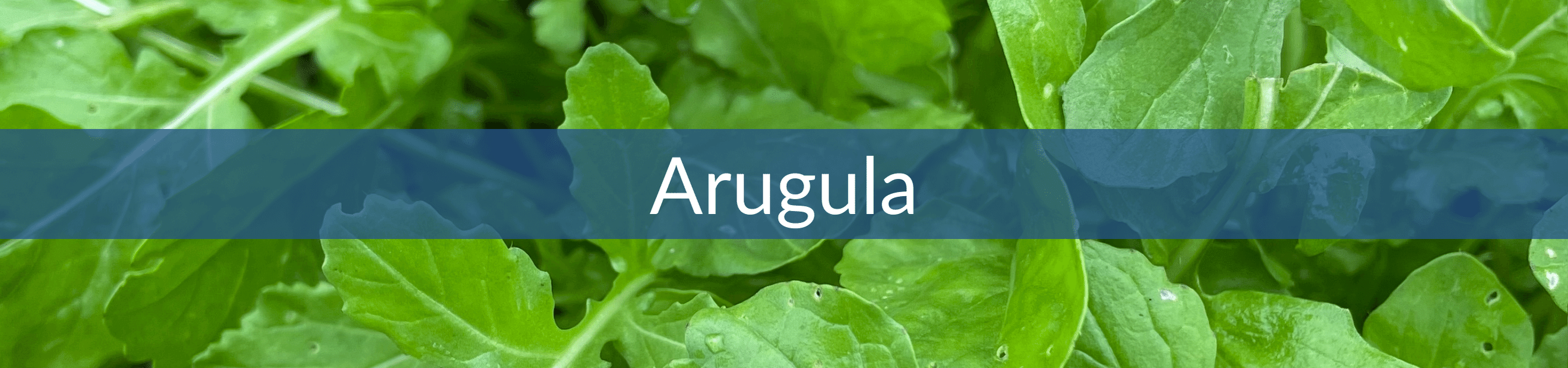 Arugula Hudson Valley Seed Company   Arugula 1676396181432 