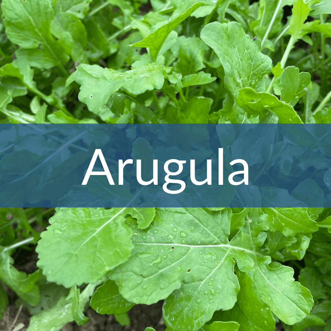 Arugula Hudson Valley Seed Company   Arugula 1680278991731 