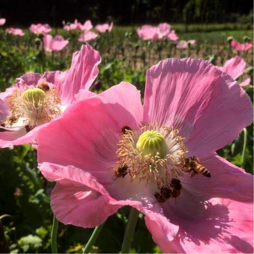 Gardening: Winter is the perfect time to grow poppies, if you start now