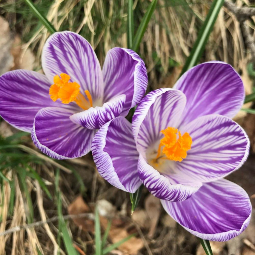 Crocus