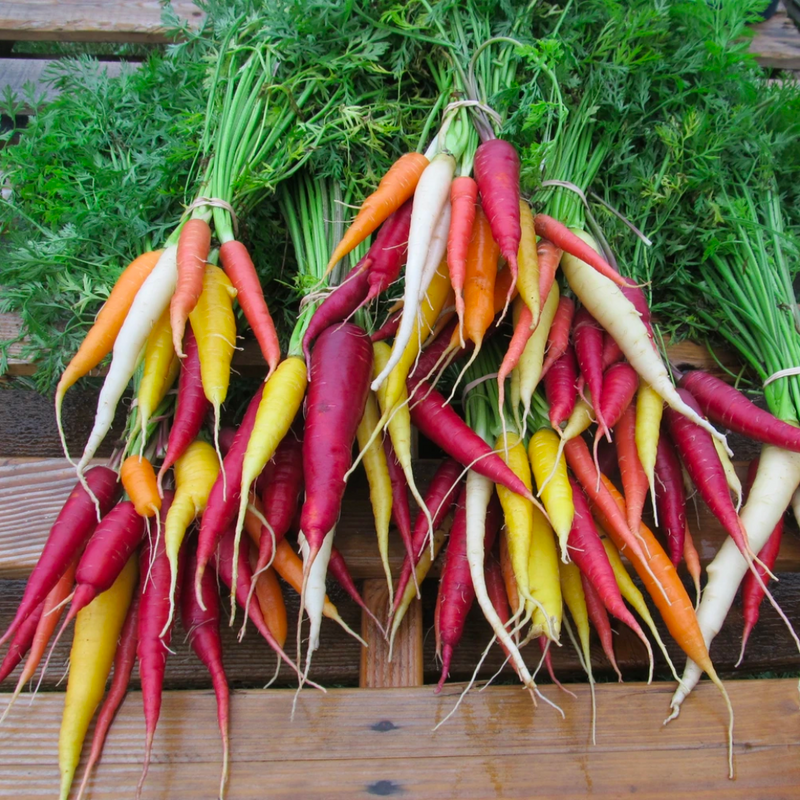 GrowHow Root Vegetables Hudson Valley Seed Company