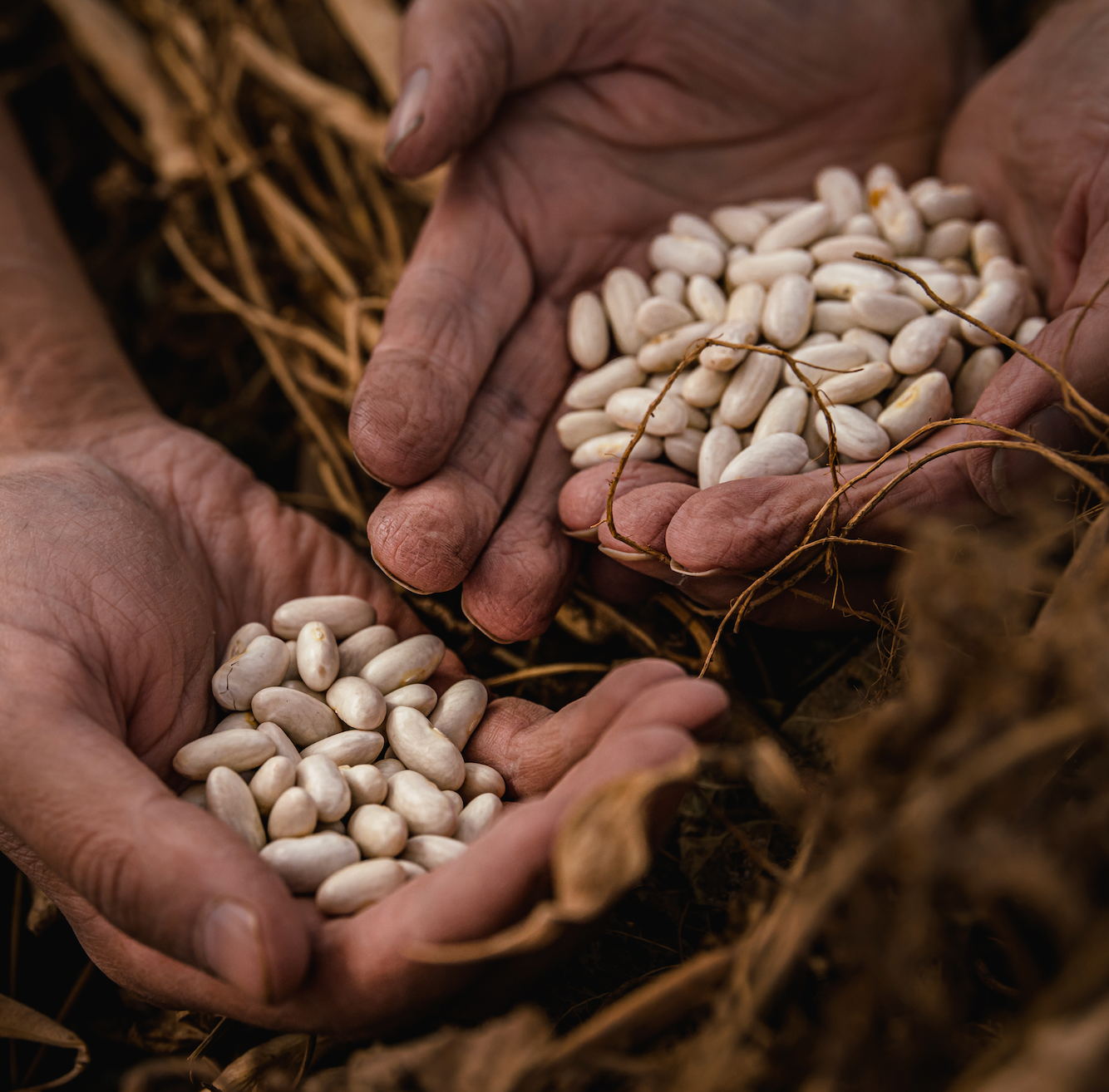 What's the Difference? Open-Pollinated, Heirloom & Hybrid Seeds — Seed  Savers Exchange Blog