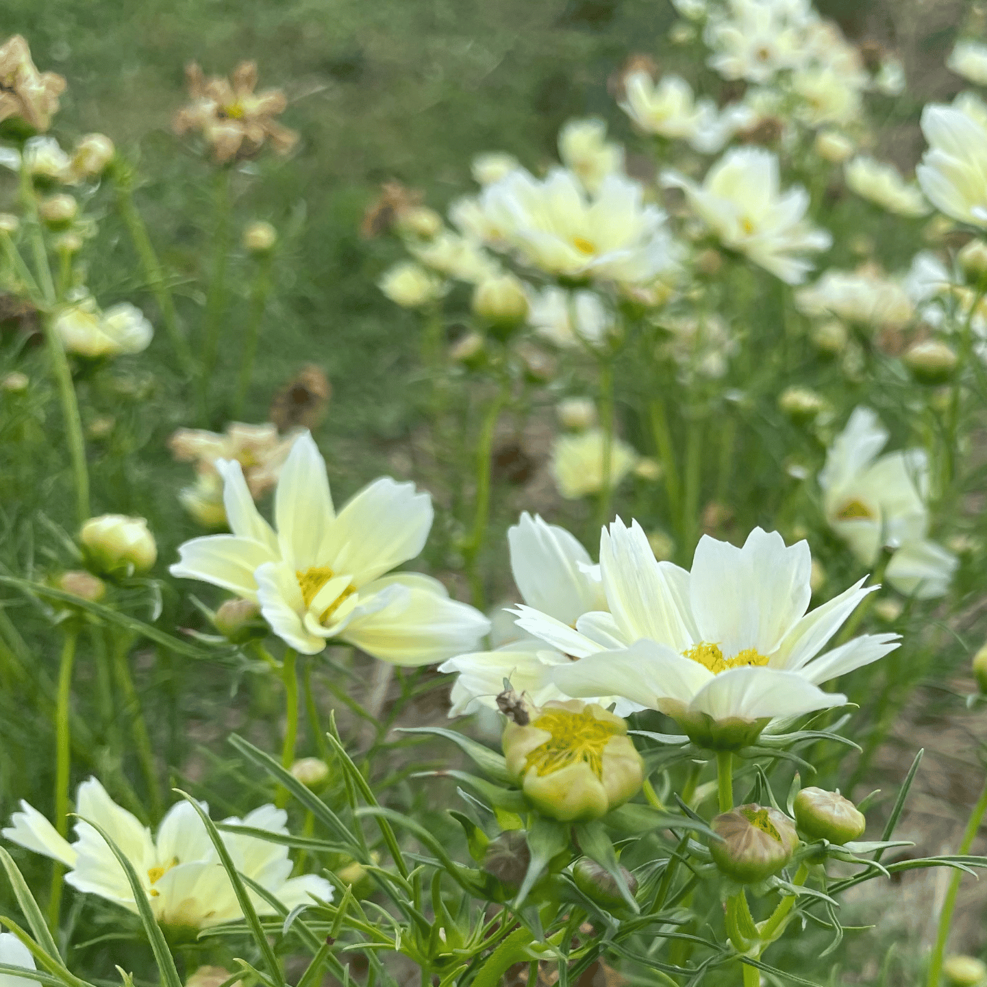 Set of 1000 Assorted Valley Green Flower Seed Packets!